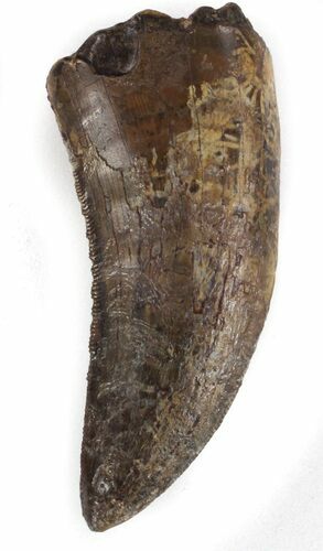 Large, Nanotyrannus Tooth - Montana #37181